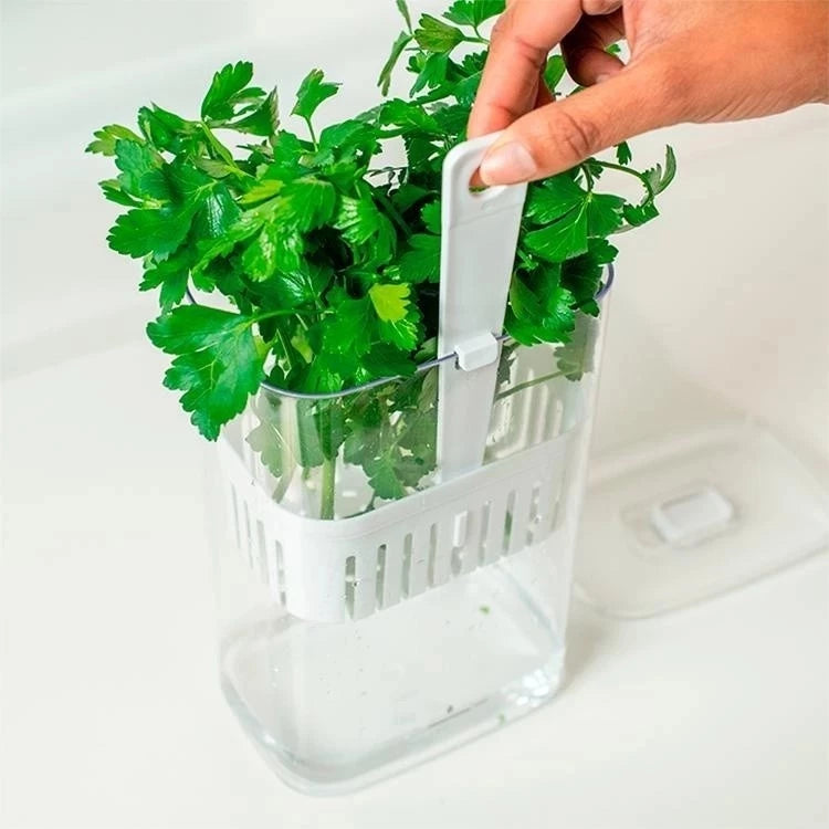 Pote de conservação contendo coentro e salsa frescos, demonstrando o armazenamento vertical ideal para ervas aromáticas.